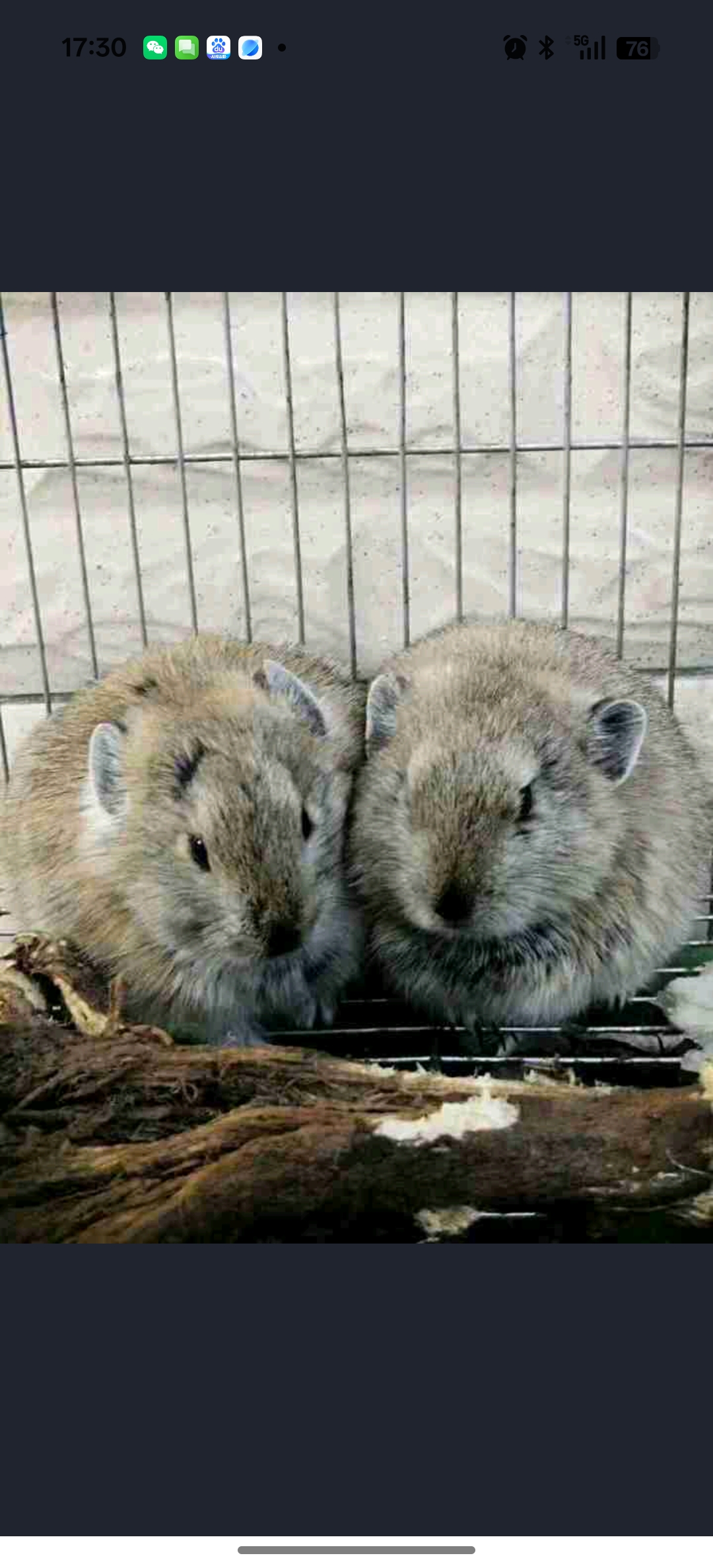 高源鼠兔